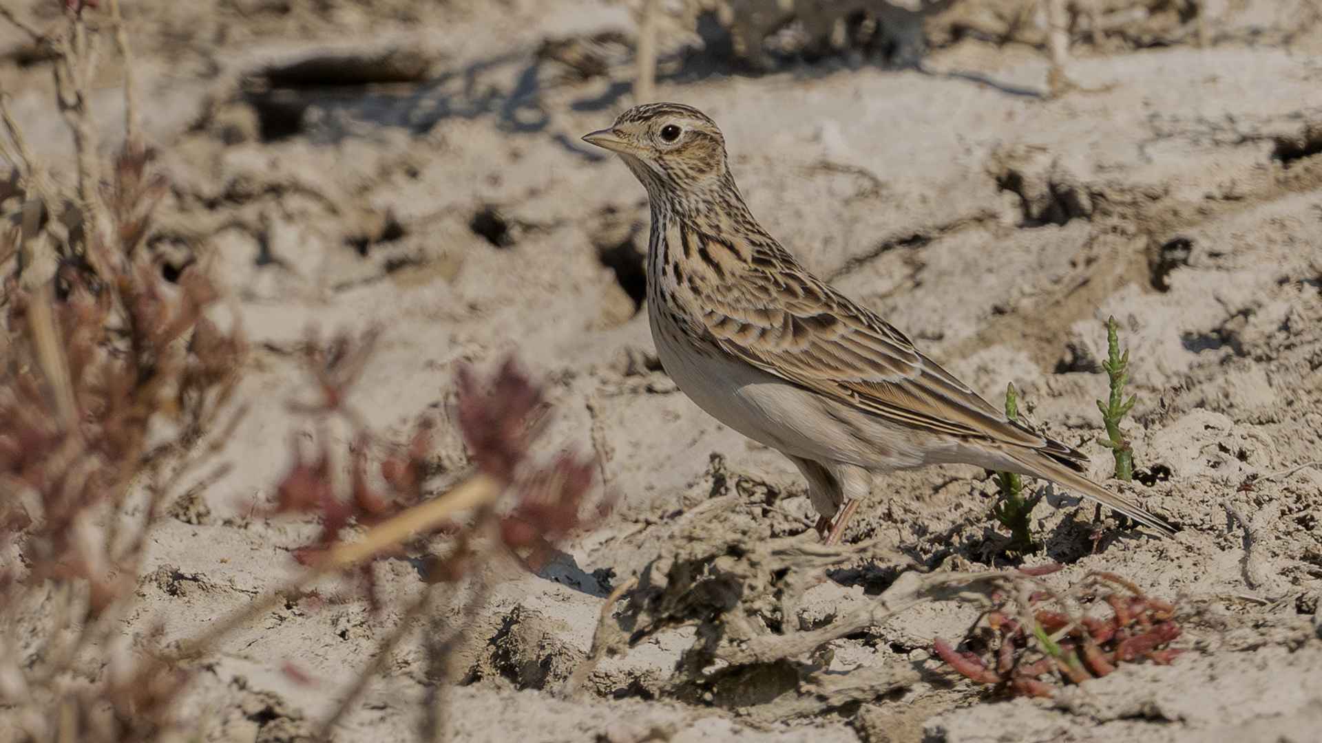 Eurasian Skylark